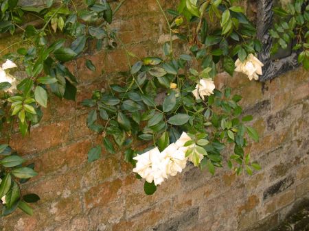 white trailing rose running along the wall